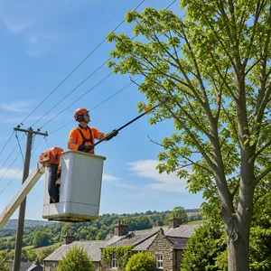 Tree pruning for powerline clearance in Skipton