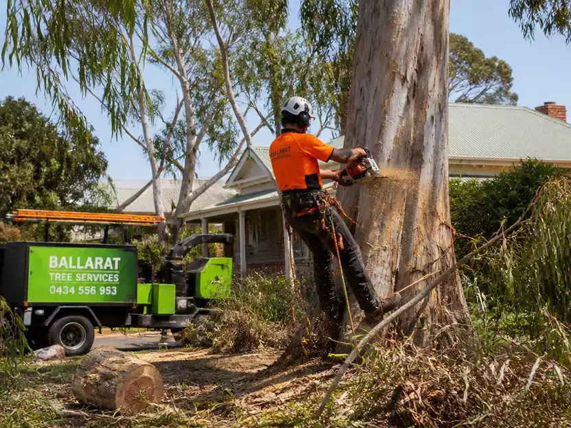 Tree Removal Services in Ballarat Central