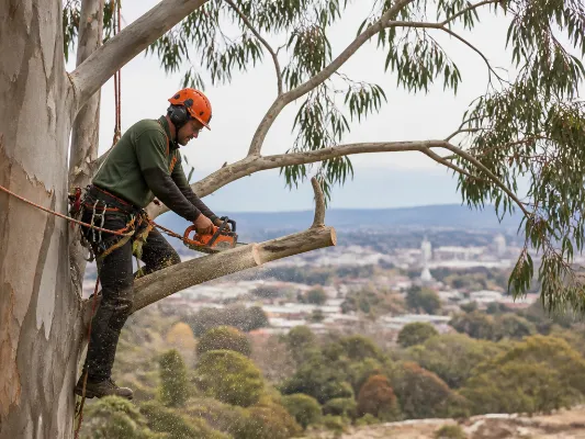 Professional arborist performing tree removal