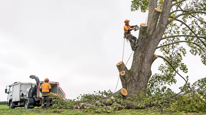 Professional tree removal in Dunnstown, Victoria