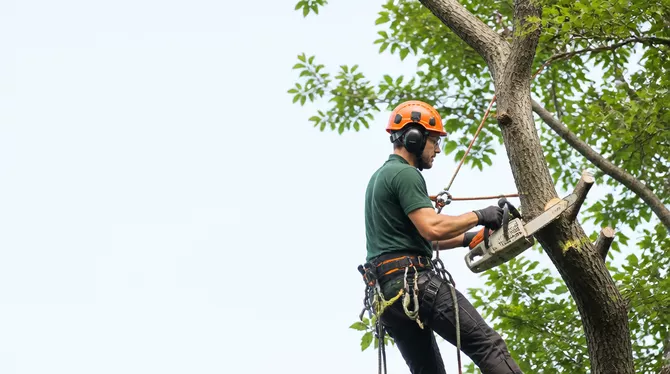 Tree lopping services in Dunnstown