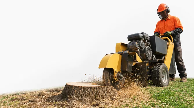 Stump grinding services in Glenlyon, VIC