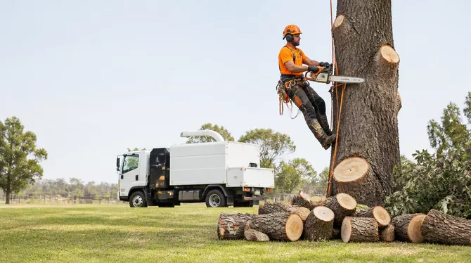 Professional tree removal service in Linton Vic