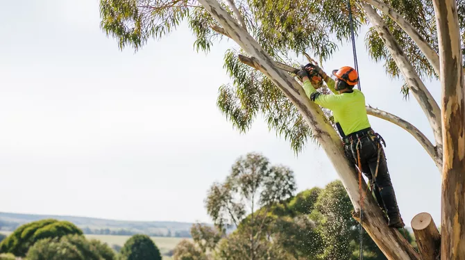 Tree lopping and pruning in Linton Vic