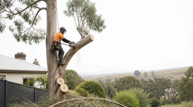 Professional tree removal in Newlyn, VIC