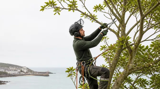 Skilled tree pruning to improve tree health and appearance