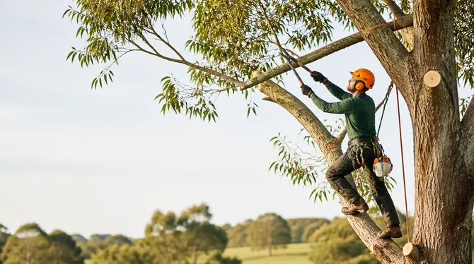 Expert tree pruning services in Rokewood