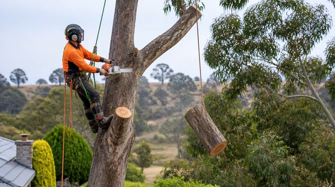 Professional tree removal service in Snake Valley, VIC