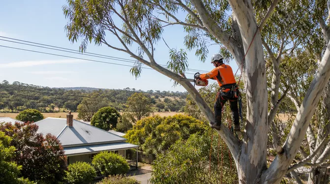 Tree lopping and shaping in Snake Valley
