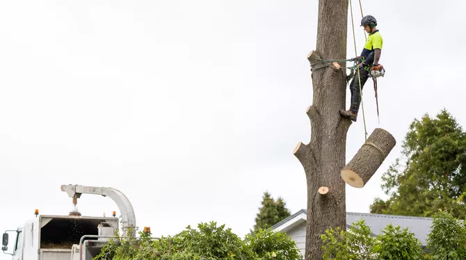 Professional tree removal service in Trawalla, VIC