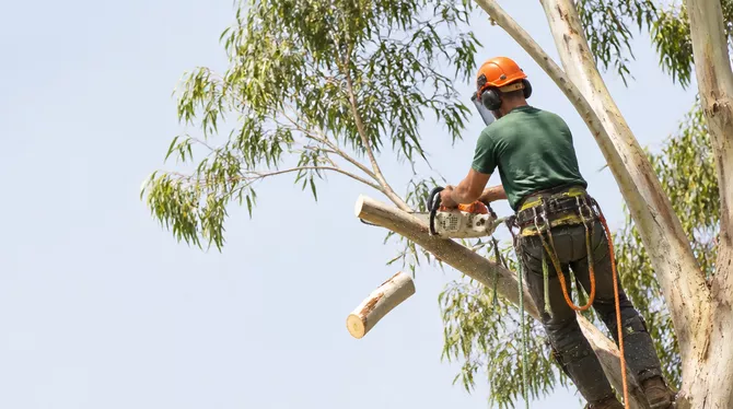 Tree lopping and pruning services in Trawalla, VIC