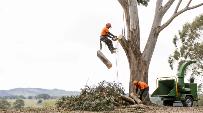 Professional tree removal in Yendon Vic