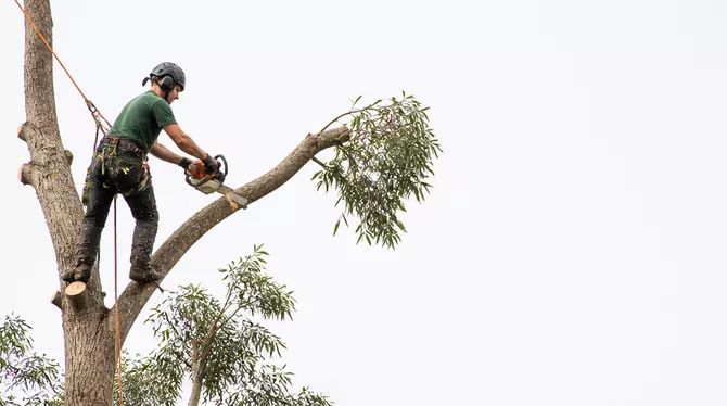 Tree lopping services in Yendon Vic