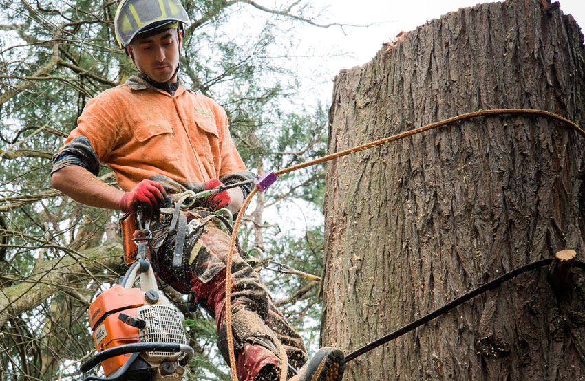 Do you need council approval to remove trees? - Tree Access